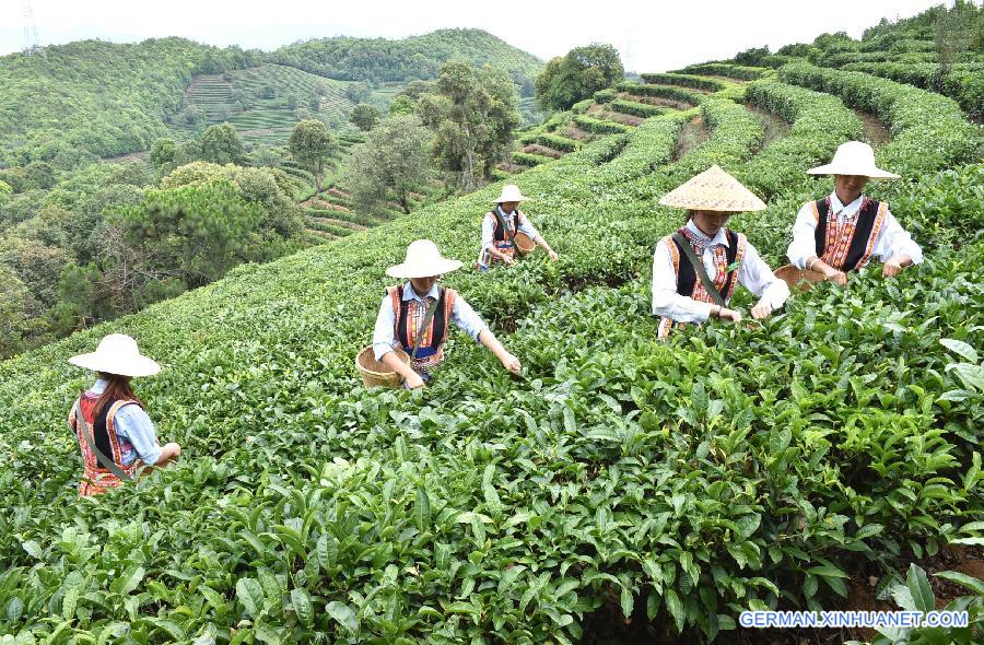 CHINA-YUNNAN-ESHAN-TEA PICKING (CN)