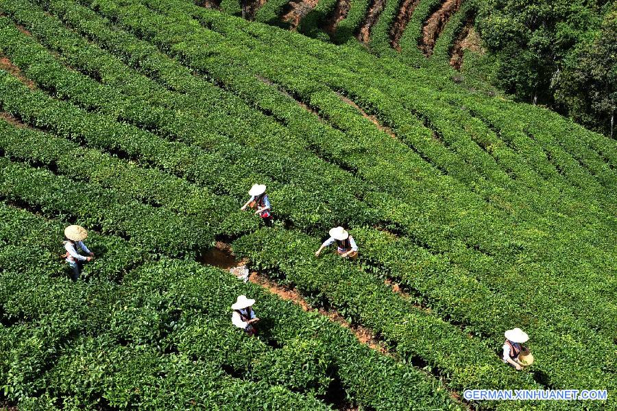 CHINA-YUNNAN-ESHAN-TEA PICKING (CN)