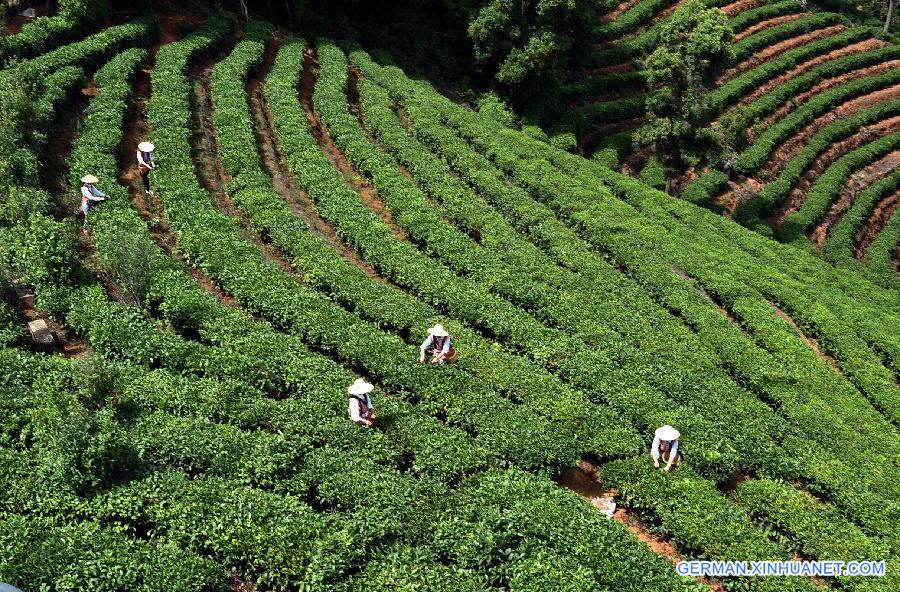 CHINA-YUNNAN-ESHAN-TEA PICKING (CN)