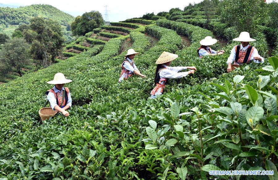 CHINA-YUNNAN-ESHAN-TEA PICKING (CN)