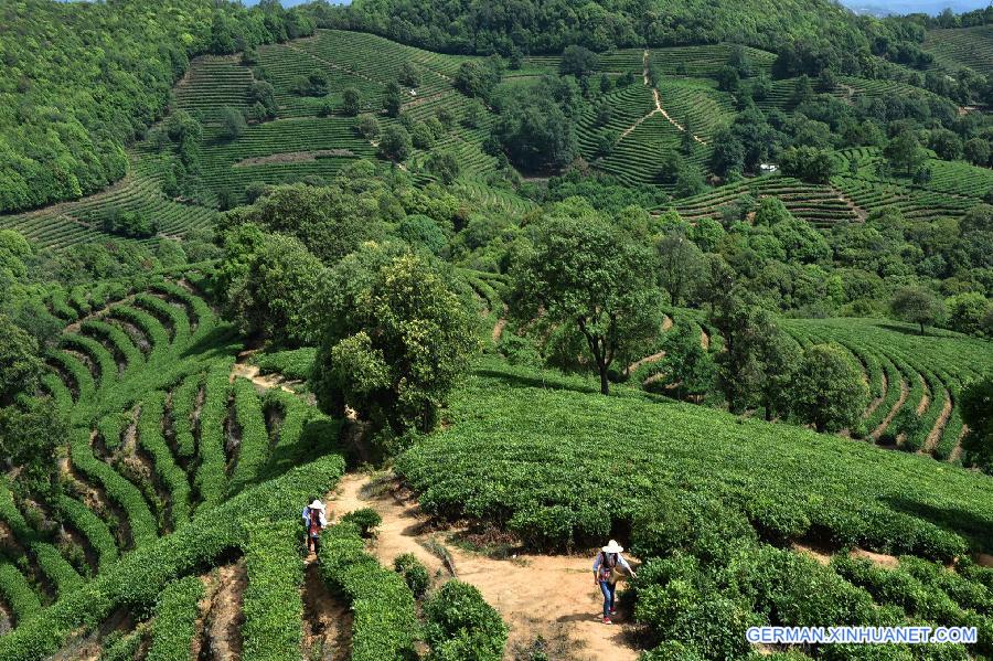 CHINA-YUNNAN-ESHAN-TEA PICKING (CN)