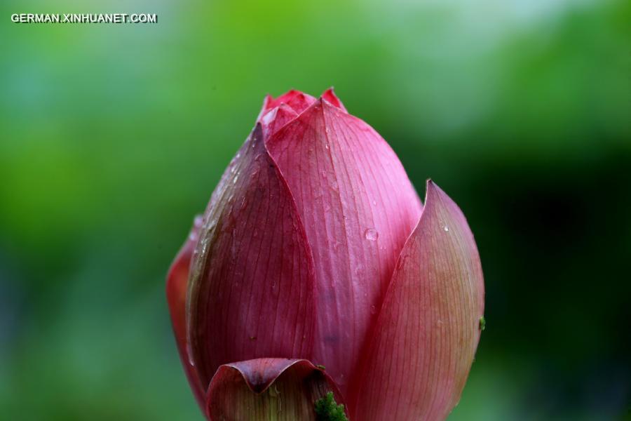 #CHINA-ANHUI-HUANGSHAN-LOTUS(CN)