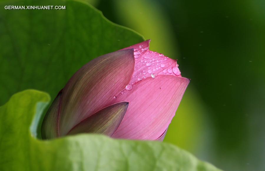 #CHINA-ANHUI-HUANGSHAN-LOTUS(CN)