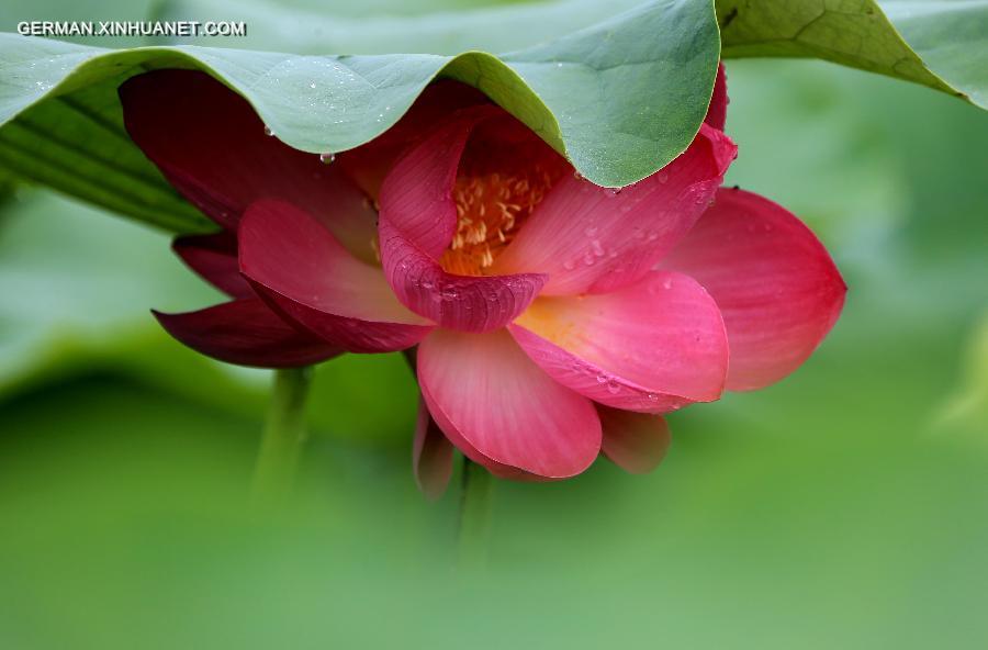 #CHINA-ANHUI-HUANGSHAN-LOTUS(CN)