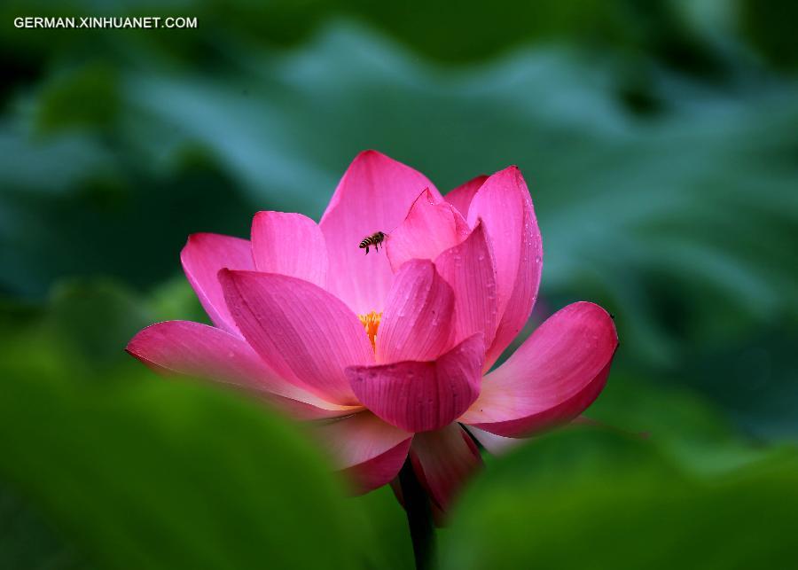 #CHINA-ANHUI-HUANGSHAN-LOTUS(CN)