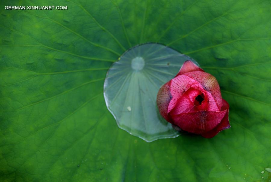 #CHINA-ANHUI-HUANGSHAN-LOTUS(CN)