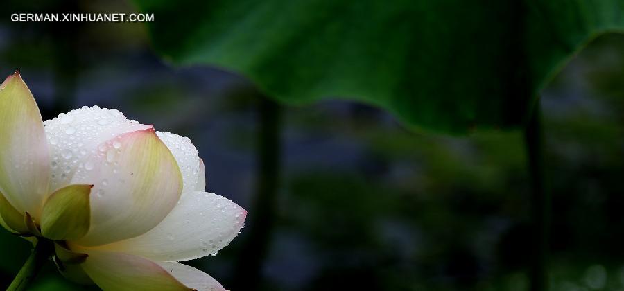 #CHINA-ANHUI-HUANGSHAN-LOTUS(CN)