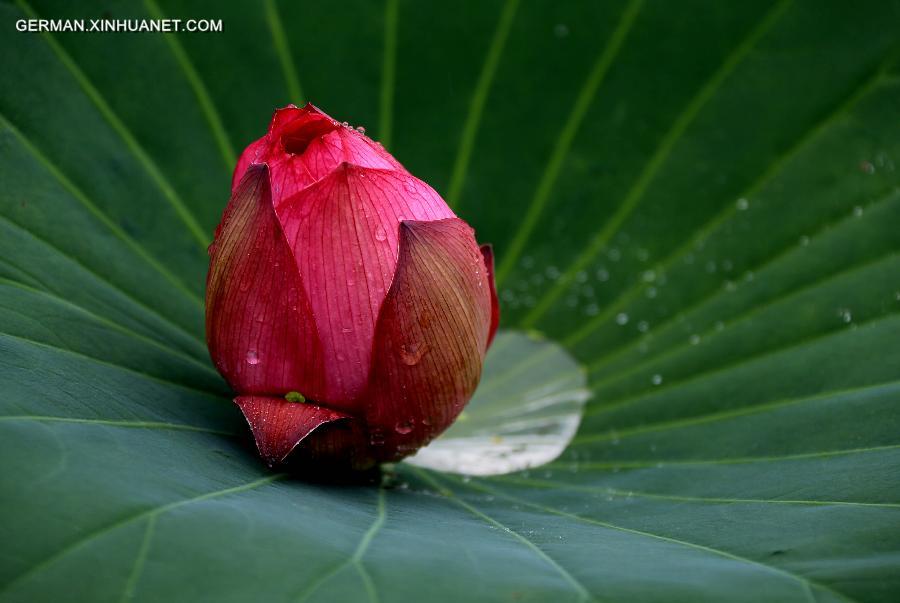 #CHINA-ANHUI-HUANGSHAN-LOTUS(CN)