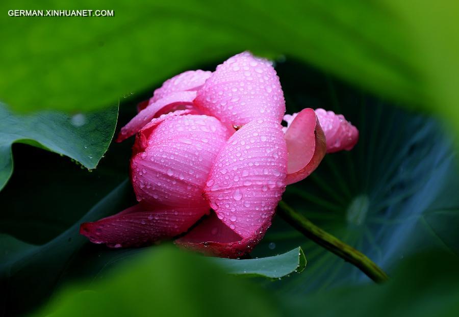 #CHINA-ANHUI-HUANGSHAN-LOTUS(CN)