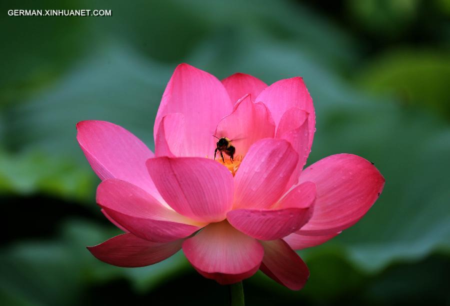 #CHINA-ANHUI-HUANGSHAN-LOTUS(CN)