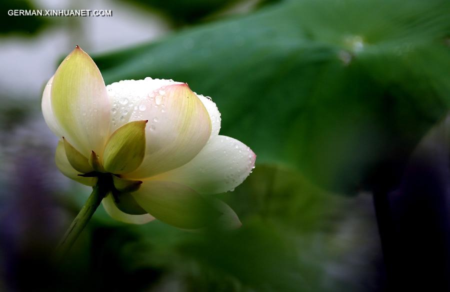 #CHINA-ANHUI-HUANGSHAN-LOTUS(CN)