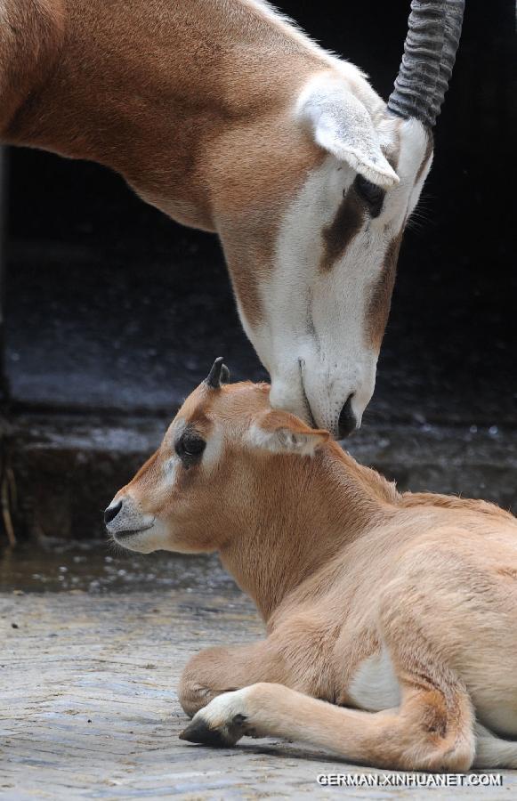 #CHINA-JIANGSU-SUZHOU ZOO-ANIMAL-BABY (CN)