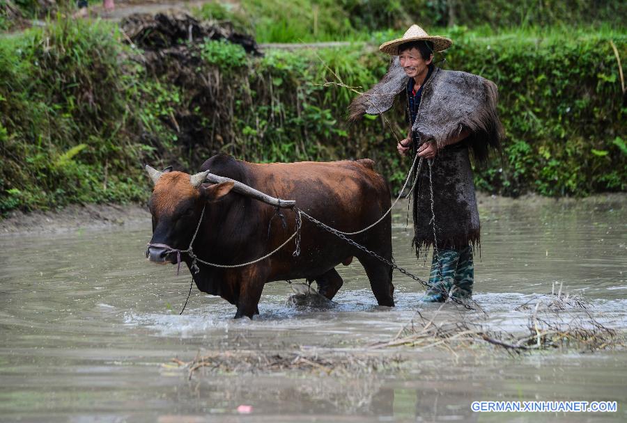 CHINA-ZHEJIANG-AGRICULTURE-TERRACE (CN)