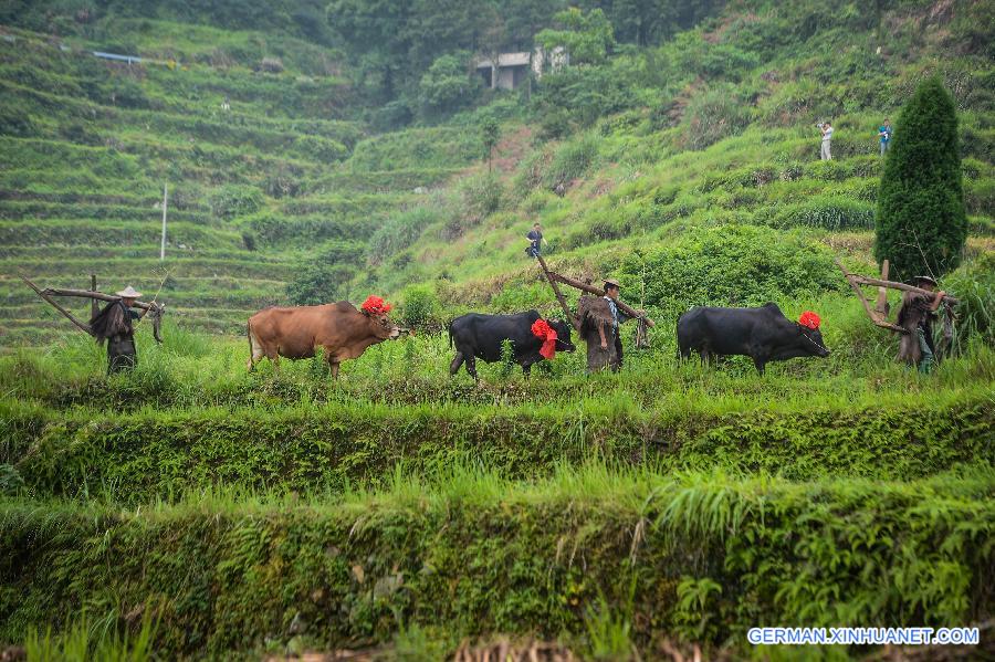 CHINA-ZHEJIANG-AGRICULTURE-TERRACE (CN)