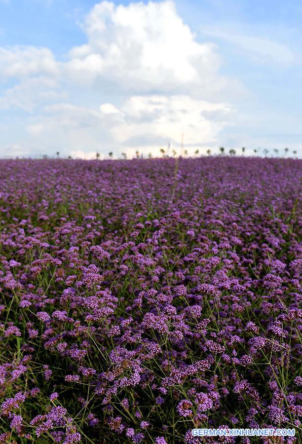 CHINA-YUNNAN-LAVENDER (CN) 