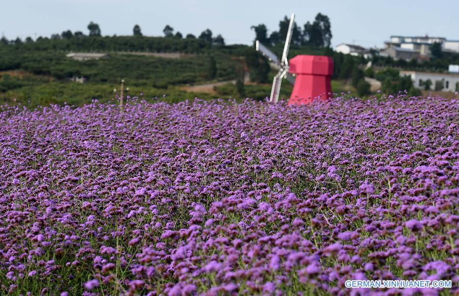 CHINA-YUNNAN-LAVENDER (CN) 