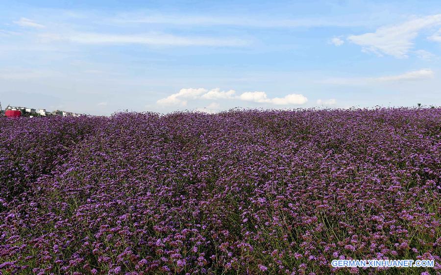 CHINA-YUNNAN-LAVENDER (CN) 