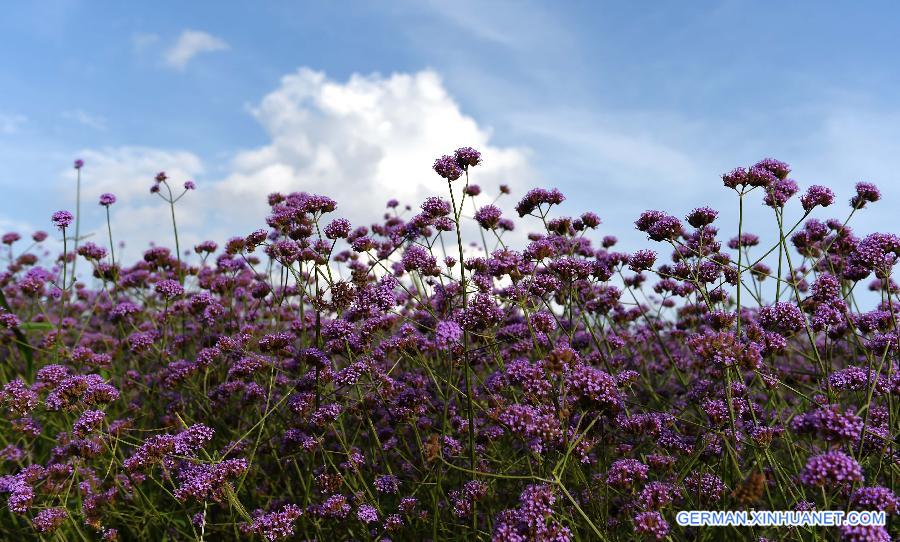 CHINA-YUNNAN-LAVENDER (CN) 