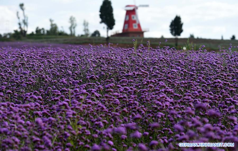 CHINA-YUNNAN-LAVENDER (CN) 