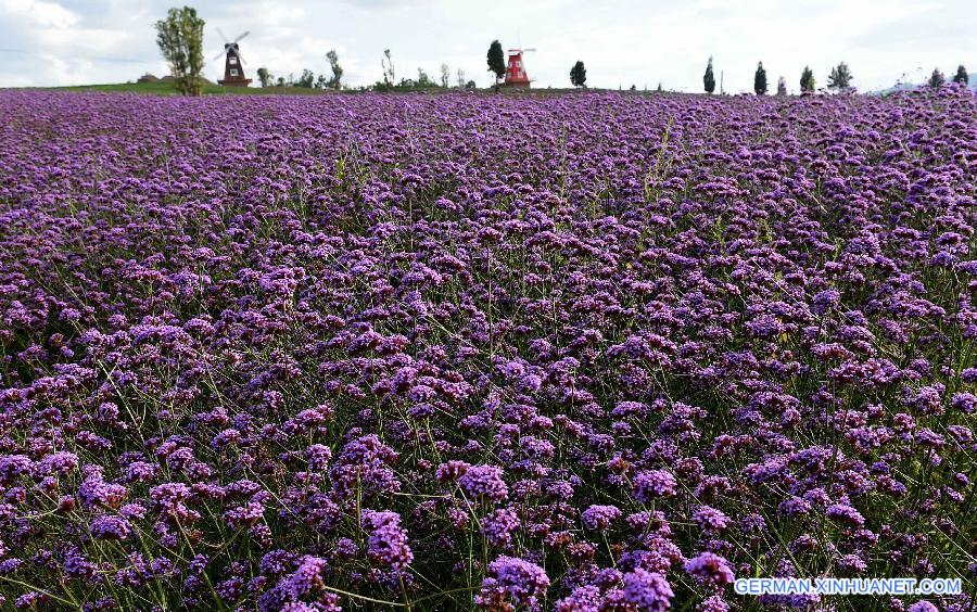 CHINA-YUNNAN-LAVENDER (CN) 