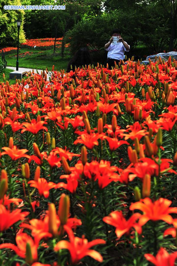 CHINA-BEIJING-LILY FLOWER FESTIVAL(CN)