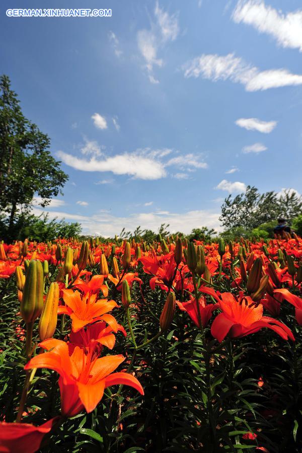 CHINA-BEIJING-LILY FLOWER FESTIVAL(CN)