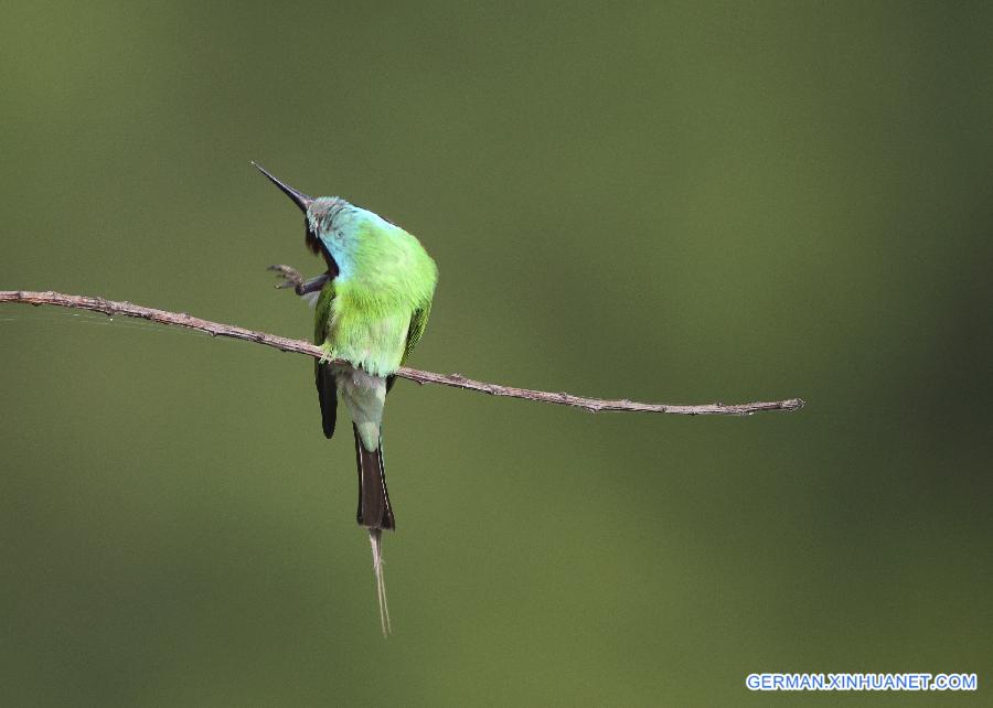 #CHINA-JIANGXI-POYANG LAKE-MEROPS VIRIDIS (CN)