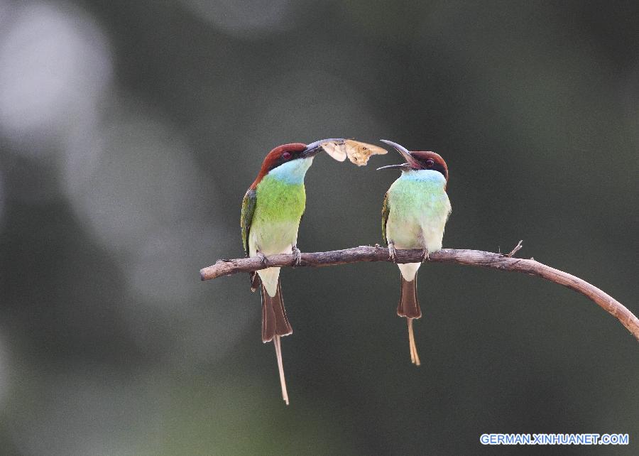 #CHINA-JIANGXI-POYANG LAKE-MEROPS VIRIDIS (CN)