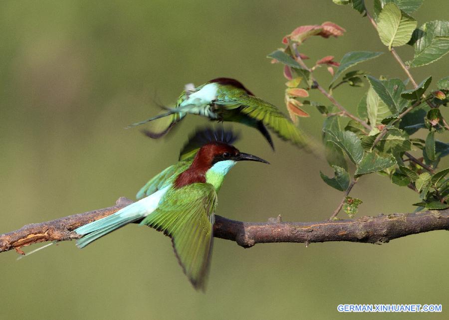 #CHINA-JIANGXI-POYANG LAKE-MEROPS VIRIDIS (CN)