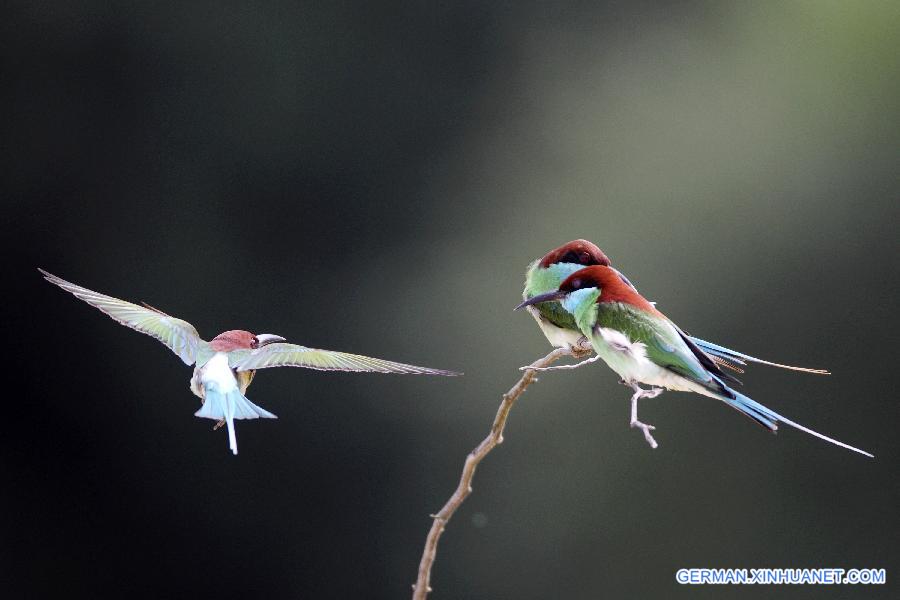 #CHINA-JIANGXI-POYANG LAKE-MEROPS VIRIDIS (CN)