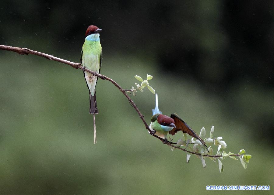 #CHINA-JIANGXI-POYANG LAKE-MEROPS VIRIDIS (CN)