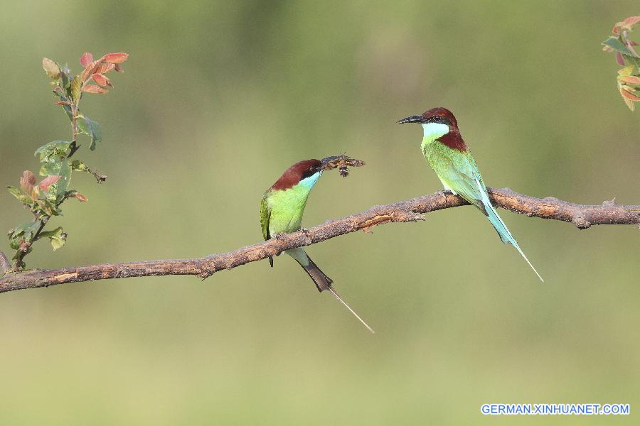 #CHINA-JIANGXI-POYANG LAKE-MEROPS VIRIDIS (CN)