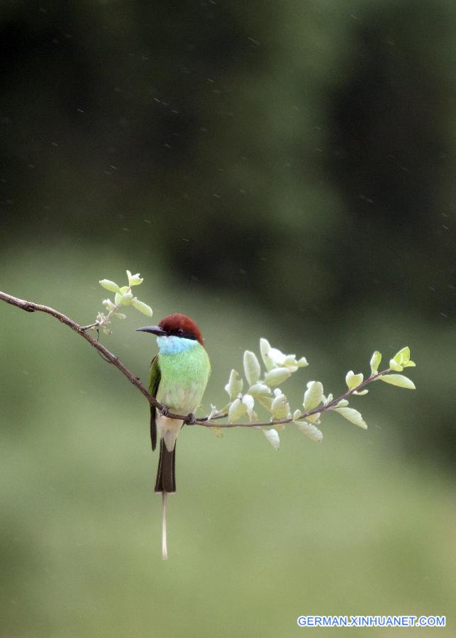 #CHINA-JIANGXI-POYANG LAKE-MEROPS VIRIDIS (CN)