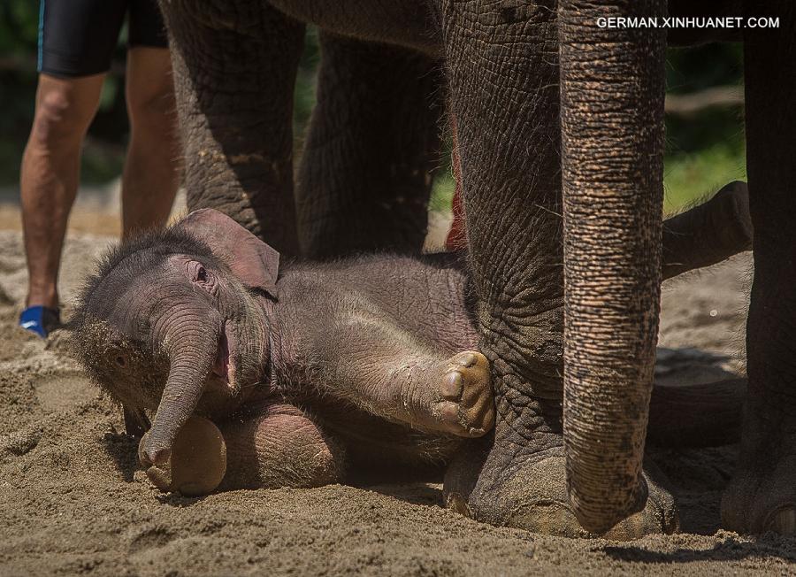 CHINA-GUANGZHOU-BABY ELEPHANT(CN)