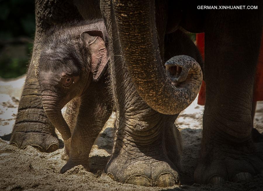 CHINA-GUANGZHOU-BABY ELEPHANT(CN)