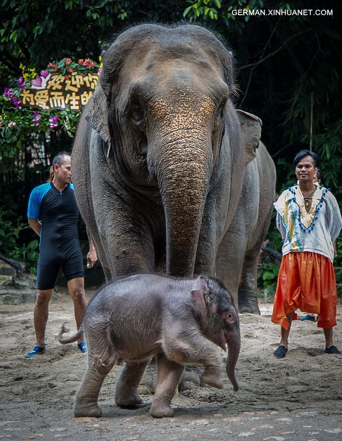 CHINA-GUANGZHOU-BABY ELEPHANT(CN)