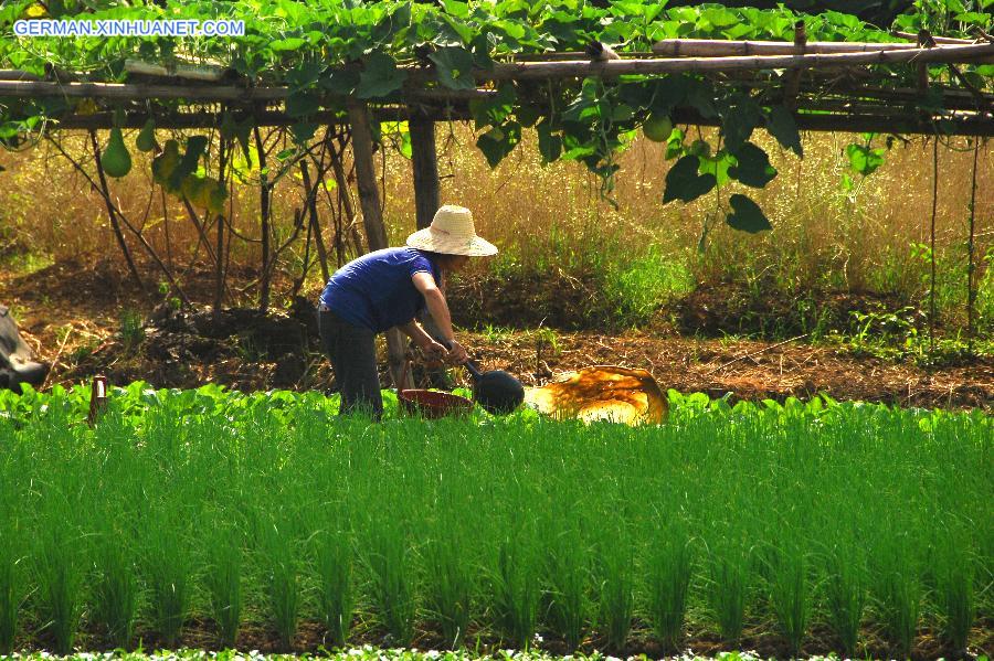 #CHINA-SUMMER SOLSTICE-AGRICULTURE (CN) 