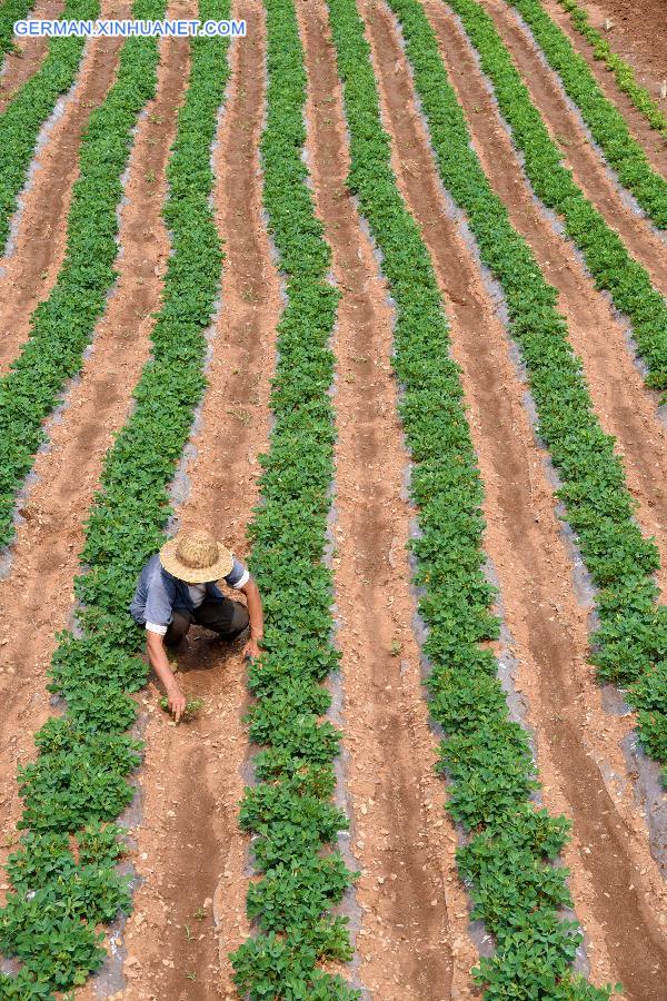 #CHINA-SUMMER SOLSTICE-AGRICULTURE (CN) 