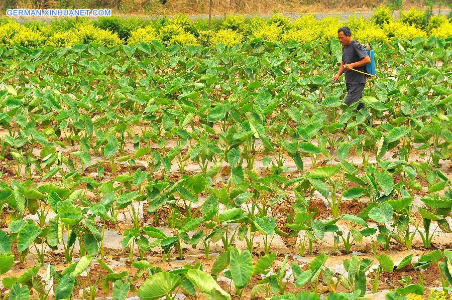 #CHINA-SUMMER SOLSTICE-AGRICULTURE (CN) 