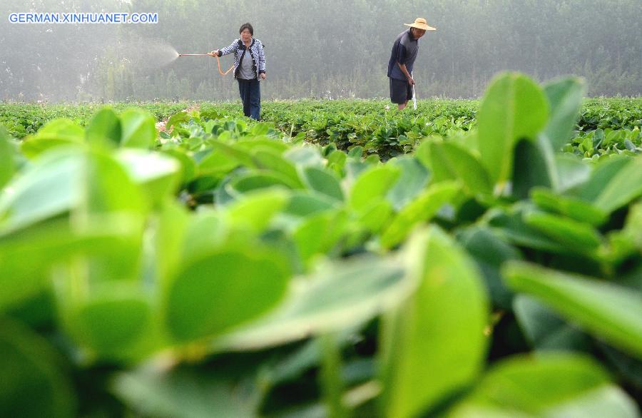 #CHINA-SUMMER SOLSTICE-AGRICULTURE (CN) 