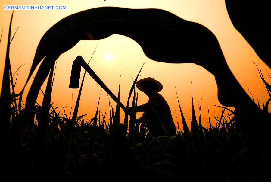 #CHINA-SUMMER SOLSTICE-AGRICULTURE (CN) 