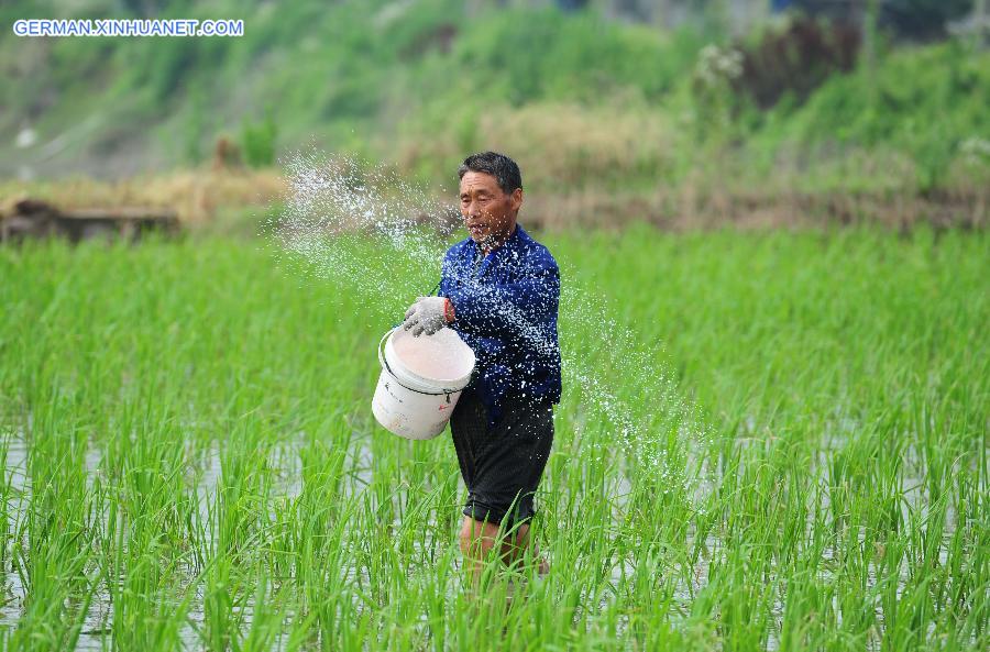 #CHINA-SUMMER SOLSTICE-AGRICULTURE (CN) 