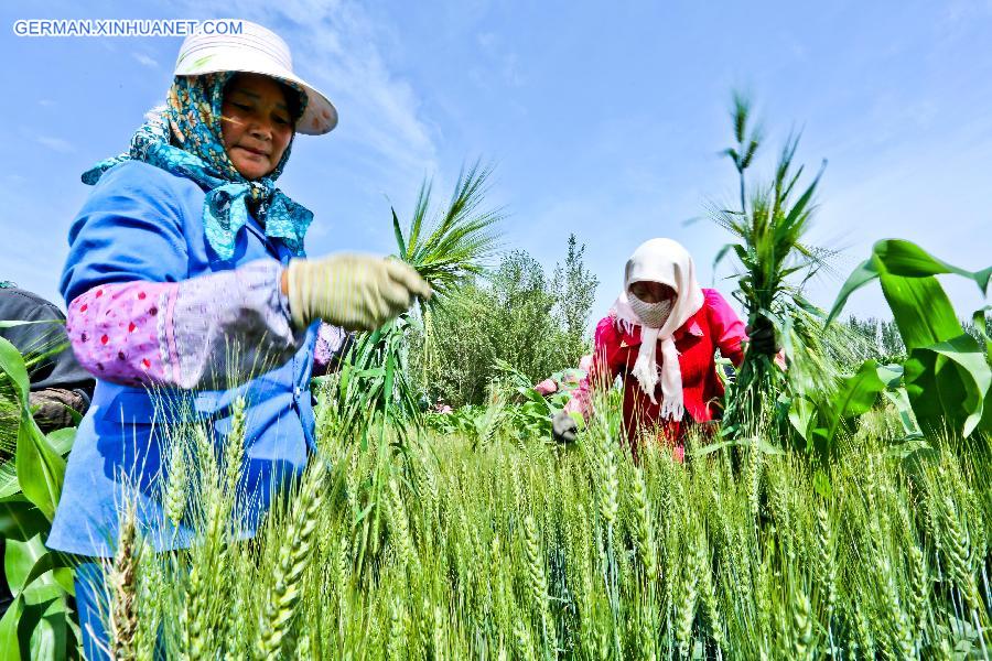 #CHINA-SUMMER SOLSTICE-AGRICULTURE (CN) 