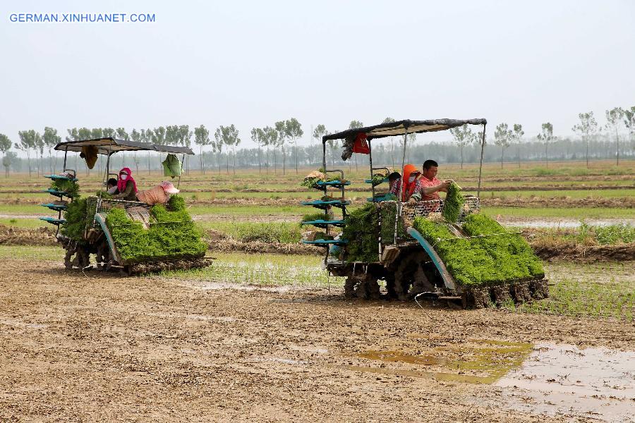 #CHINA-SUMMER SOLSTICE-AGRICULTURE (CN) 