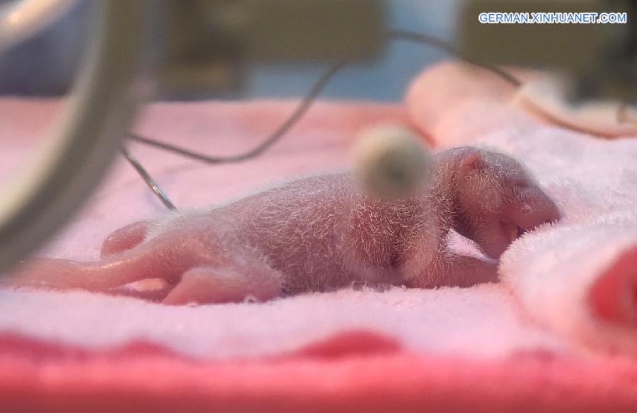 CHINA-SICHUAN-CHENGDU-TWIN PANDA CUB(CN)