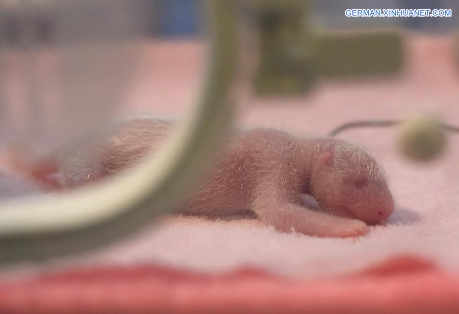 CHINA-SICHUAN-CHENGDU-TWIN PANDA CUB(CN)