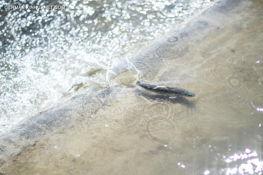 CHINA-QINGHAI LAKE-NAKED CARP-MIGRATION (CN) 