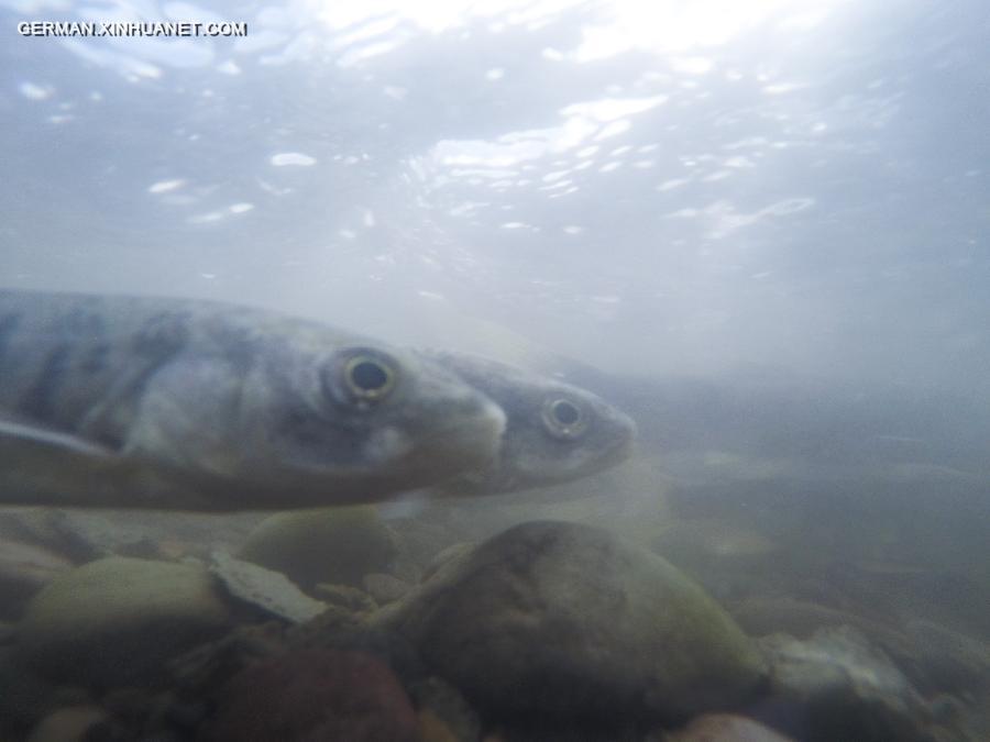 CHINA-QINGHAI LAKE-NAKED CARP-MIGRATION (CN) 