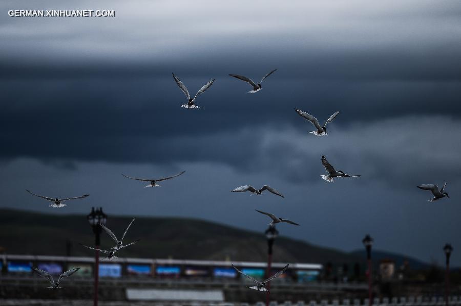 CHINA-QINGHAI LAKE-NAKED CARP-MIGRATION (CN) 