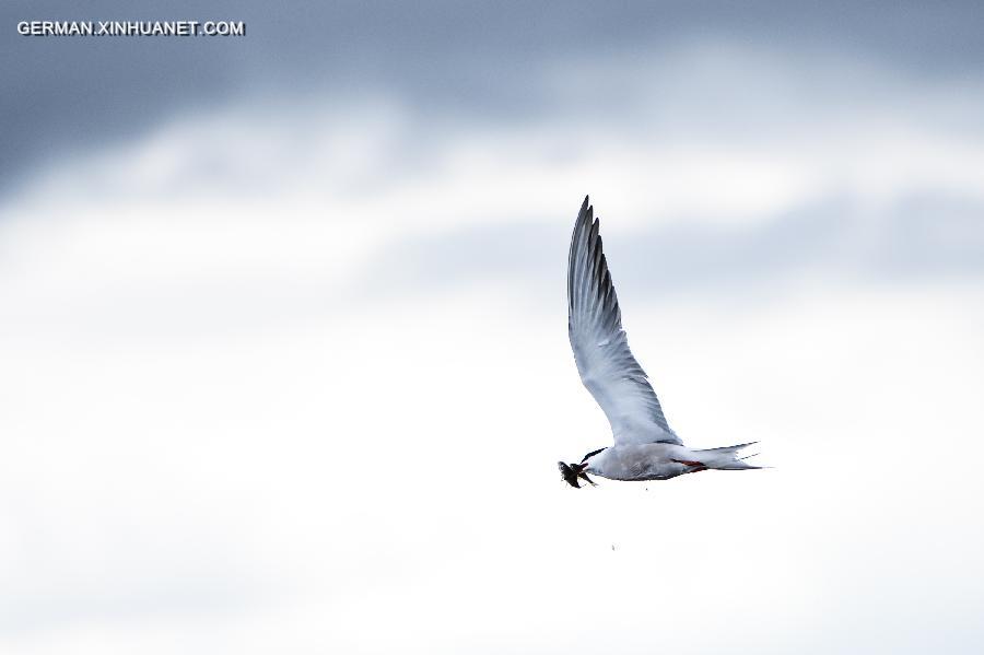 CHINA-QINGHAI LAKE-NAKED CARP-MIGRATION (CN) 